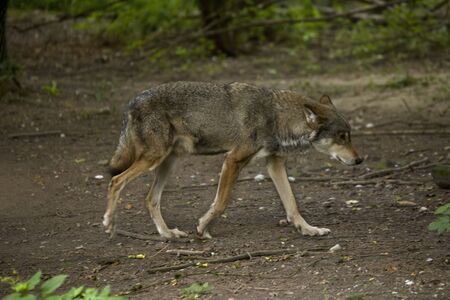 Grey wolf, timber wolf, tundra wolf (Canis lupus  lupus).