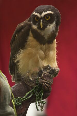 The spectacled owl (Pulsatrix perspicillata).の写真素材