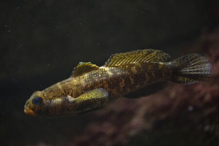 The  red-mouthed goby (Gobius cruentatus).の写真素材