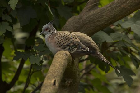 The Crested Pigeon (Ocyphaps lophotes).の写真素材