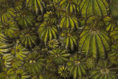Eriocactus magnificus,  Parodia magnifica (Ball cactus).
