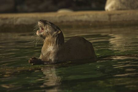 Asian small-clawed otter (Aonyx cinerea syn. Amblonyx cinereus).の写真素材