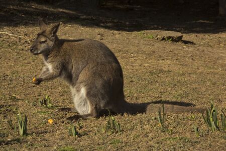 The Parma wallaby (Macropus parma).の写真素材