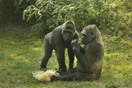 Western gorilla (Gorilla gorilla) in zoo.の写真素材