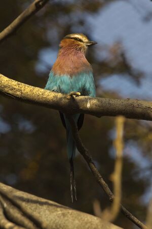 The Lilac-breasted roller (Coracias caudatus).の写真素材