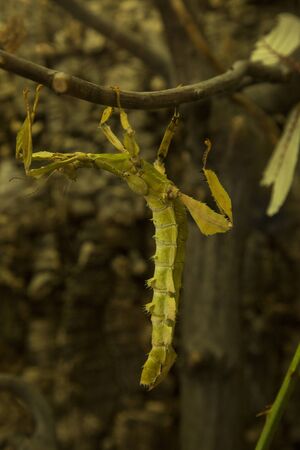 Giant prickly stick insect, the spiny leaf insect, Macleay's spectre, Australian walking stick...