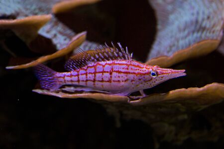 The Longnose hawkfish (Oxycirrhites typus).