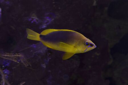  The Shy hamlet (Hypoplectrus guttavarius) in aquarium.