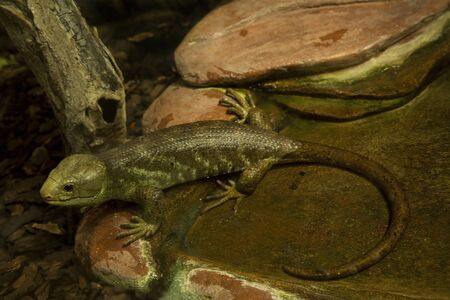 The Solomon Islands skink (Corucia zebrata).