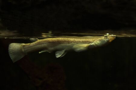 The Four-eyed fish (Anableps anableps).の写真素材