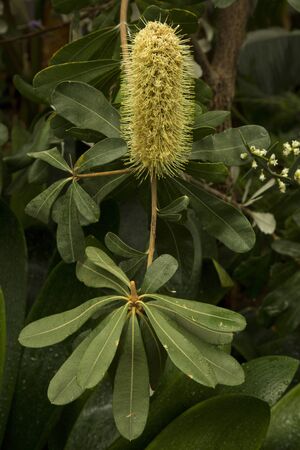 The Coast banksia (Banksia integrifolia).の写真素材