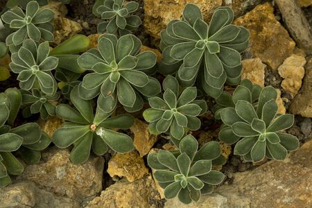 The Echeveria pulvinata, succulent plant.の写真素材