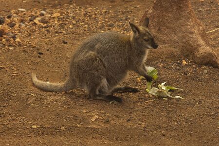 The Parma wallaby (Macropus parma).の写真素材