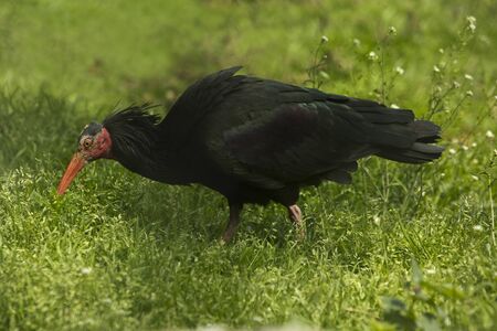 Northern bald ibis, hermit ibis, waldrapp (Geronticus eremita).