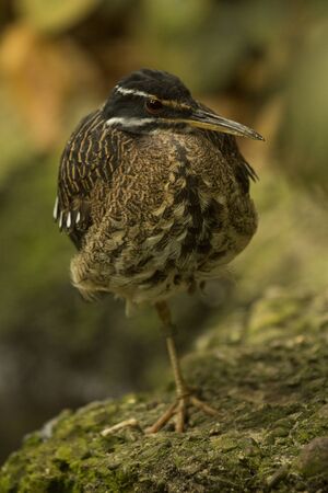 The  Sunbittern (Eurypyga helias) in zoo.