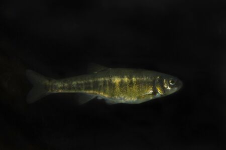 Eurasian minnow, common minnow (Phoxinus phoxinus).の写真素材