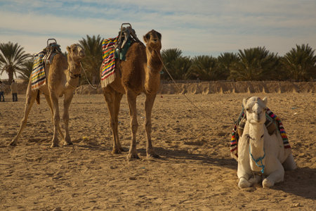 Dromedary camel in the Sahara Desert, Douz, Tunisia.のeditorial素材