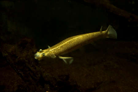 he Four-eyed fish (Anableps anableps).