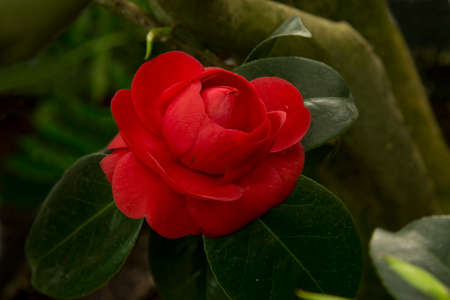 Camellia japonica 'Mathotiana' in the botanical garden.の写真素材