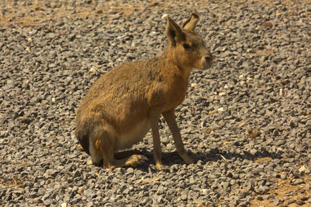The Patagonian mara (Dolichotis patagonum).
