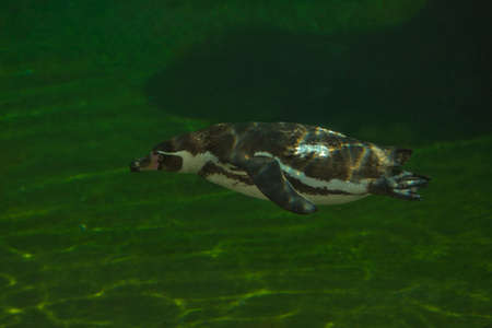 The Humboldt penguin (Spheniscus humboldti).の写真素材