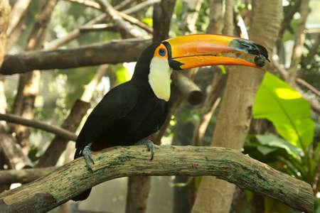 Toco toucan, common toucan, giant toucan (Ramphastos toco).