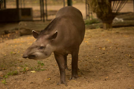 The South American tapir, the Amazonian tapir, the maned tapir, the lowland tapir (Tapirus terrestris).の写真素材