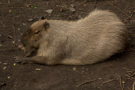 The capybara (Hydrochoerus hydrochaeris) in zoo.の写真素材