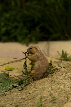 The black-tailed prairie dog (Cynomys ludovicianus).