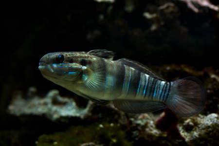 Sleeper Banded goby, white-barred goby (Amblygobius phalaena).の写真素材