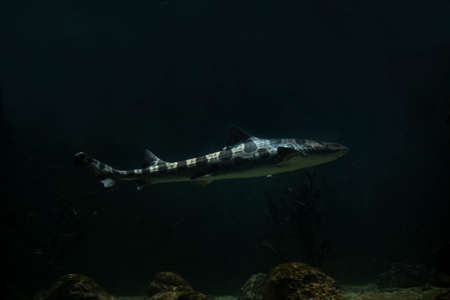 The leopard shark (Triakis semifasciata).の写真素材