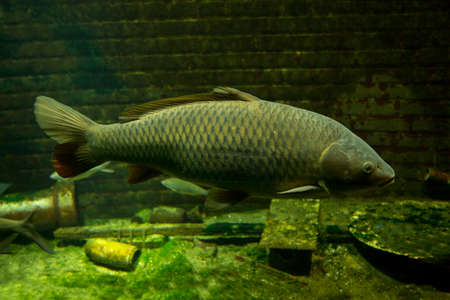 Common carp or European carp (Cyprinus carpio).の写真素材