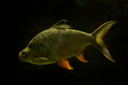 The tinfoil barb (Barbonymus schwanenfeldii).