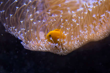 The yellow clown goby, Okinawa goby or yellow coral goby (Gobiodon okinawae).の素材 [FY310156464984]