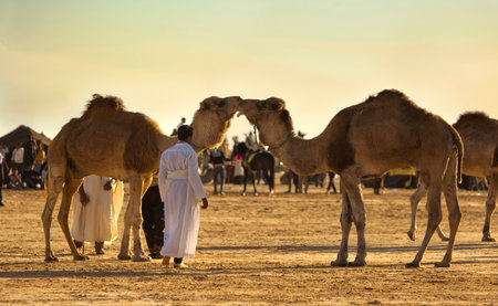 DOUZ, TUNISIA. 22 DECEMBER 2018. Festival of the Sahara in Douz, Tunisia. Fights between camels.のeditorial素材