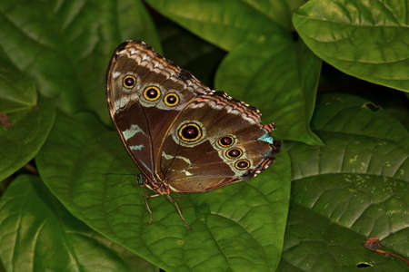 Caligo memnon, the giant owl or pale owl.
