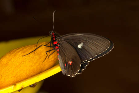 Heliconius doris, the Doris longwing or Doris.