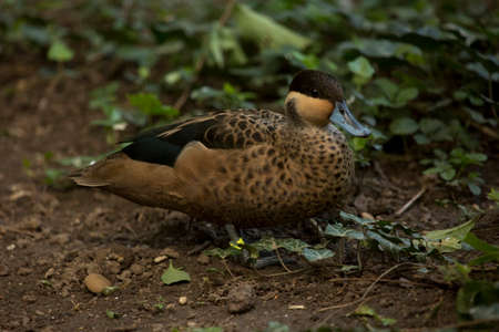 The Silver Teal (Anas versicolor ssp.puna).の写真素材