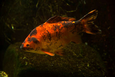 The Prussian carp, silver Prussian carp or Gibel carp (Carassius gibelio).