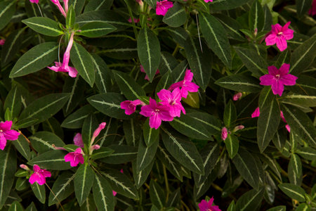 The monkey plant or trailing velvet plant (Ruellia makoyana).の写真素材