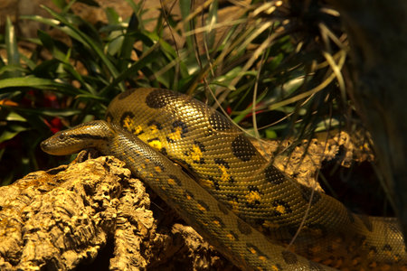 The Green anaconda (Eunectes murinus).