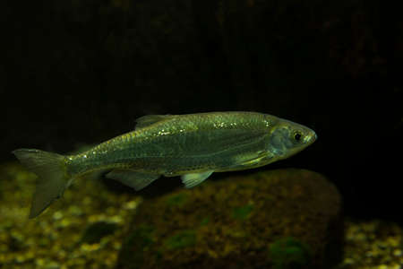 The common bleak (Alburnus alburnus).の写真素材