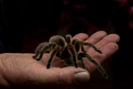Brazilian salmon pink bird-eating tarantula (Lasiodora parahybana).の写真素材