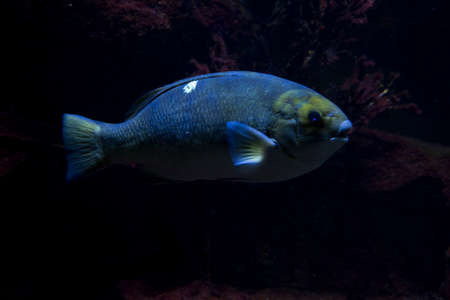 The Opaleye, rudderfish (Girella nigricans).