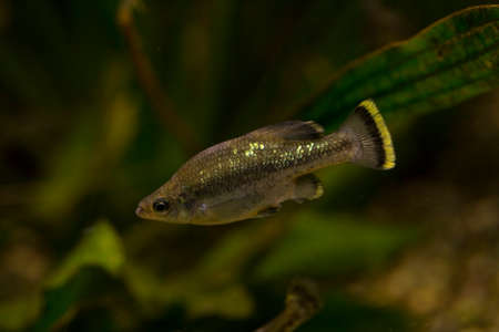 The butterfly splitfin or butterfly goodeid (Ameca splendens).の写真素材