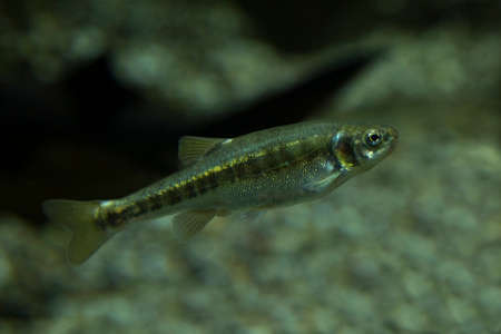 Eurasian minnow, common minnow (Phoxinus phoxinus).の写真素材