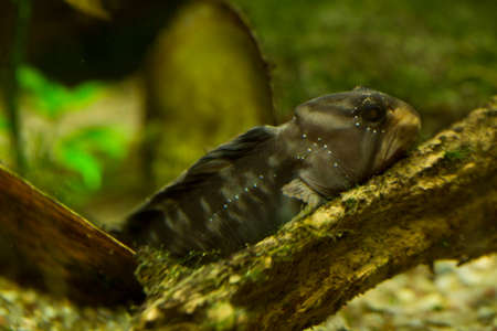 The freshwater blenny (Salaria fluviatilis).