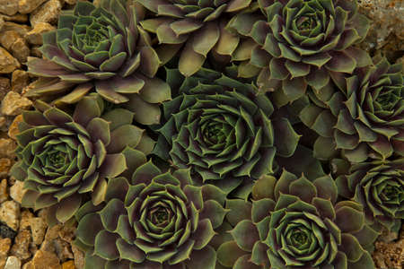 Sempervivum DonnerlÃ¼ttchen, houseleeks, liveforever, hen and chicks.