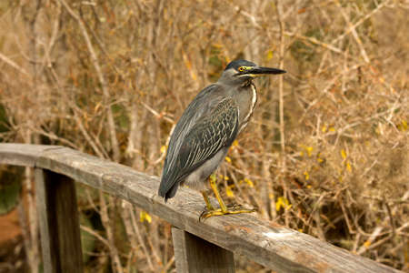 Striated heron, mangrove heron, little heron, green-backed heron, (Butorides striata).の写真素材