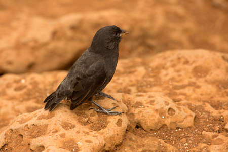 The medium ground finch (Geospiza fortis).の写真素材